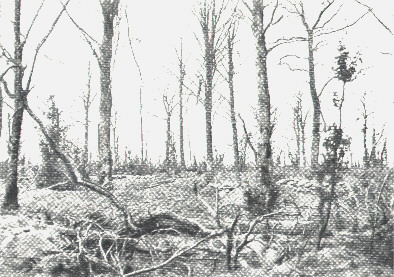 Malacourt Forest 1916 - taken from the French lines, the sandbags on the right indicate the German lines ...
